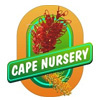 Cape Nursery